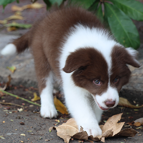 Chó Border Collie nâu đỏ con chơi với lá khô ngoài trời