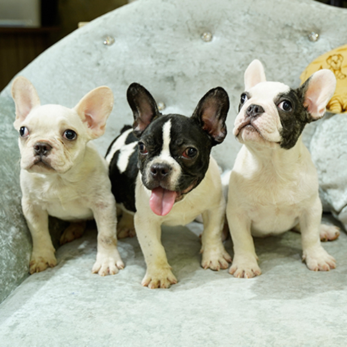 Ba chú chó Bull Pháp nhỏ với màu lông trắng, đen và xám ngồi trên ghế sofa sang trọng.