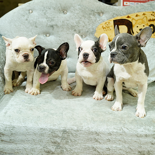 Bốn chú chó French Bulldog ngồi trên ghế sofa