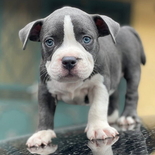 Chó Bully con thuần chủng mắt xanh, lông xám trắng ra đời tại Mỹ