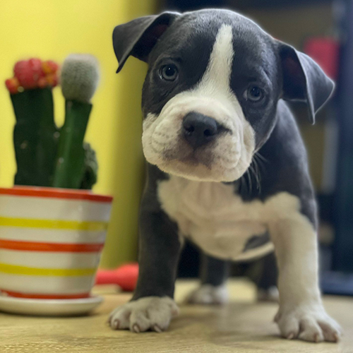 Chó Bully con thông minh, mắt sáng, dáng đứng vững, dễ huấn luyện từ sớm