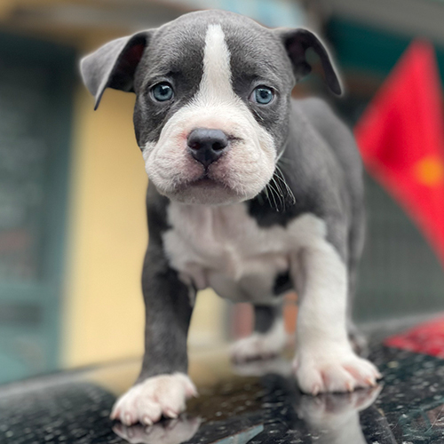Chó Bulldog con màu xám trắng với đôi mắt xanh đứng trên bề mặt đen bóng.