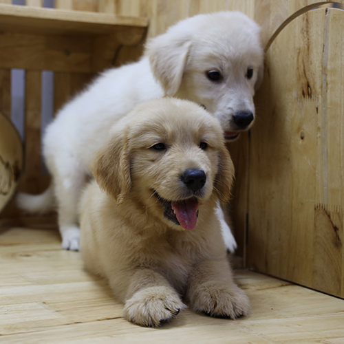 Cặp chó Golden Retriever thuần chủng màu vàng và trắng tại chomeocanh.com