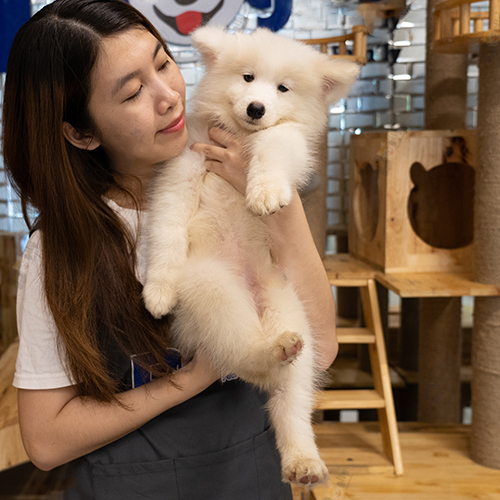 Cô gái bế chú chó Samoyed con dễ thương trong không gian ấm cúng