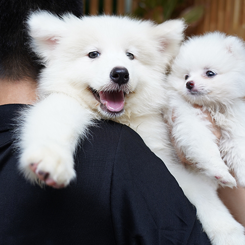 Chó Samoyed con màu trắng đang được bế trong vòng tay