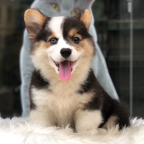 Chó Corgi Tricolor hoàng gia ngồi trên nền lông trắng siêu cute.