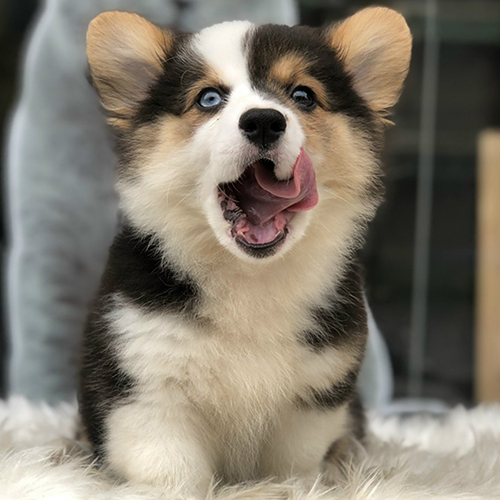 Chó Corgi thuần chủng màu tricolor (đen trắng vàng) dễ thương tại Chomeocanh.com
