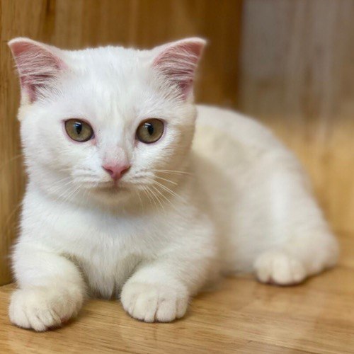 Mèo Munchkin trắng tai thẳng với đôi mắt tròn và dáng nằm dễ thương tại Chomeocanh.com.
