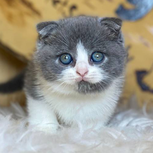 Mèo Scottish Fold tai cụp bicolor xám trắng mắt xanh long lanh