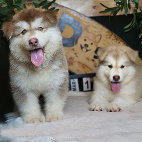 Cặp chó Alaska màu nâu đỏ và hồng phấn lông dày, lưỡi thè, nằm và đứng cạnh nhau