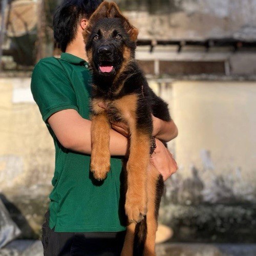 Chó Bécgie con thuần chủng khỏe mạnh, được bế thẳng đứng, ánh mắt lanh lợi