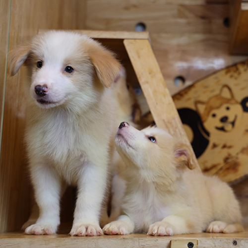 Hai chó Border Collie vàng trắng trong không gian gỗ