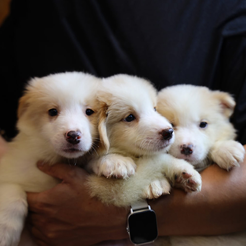 Ba chó Border Collie con vàng trắng thuần chủng được ôm trong tay
