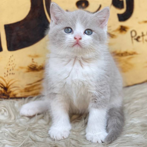 Mèo Anh lông ngắn màu bi lilac trắng đáng yêu.