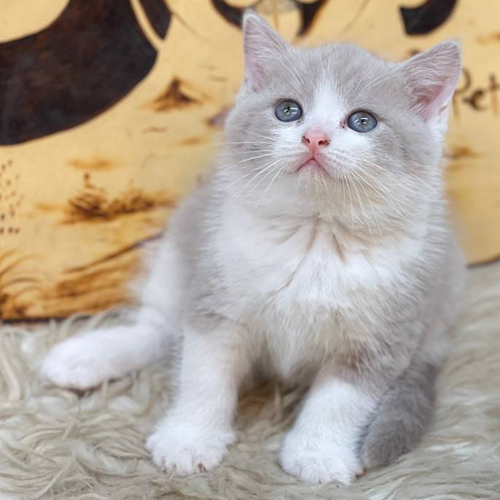 Mèo Anh lông ngắn Bicolor xám trắng đáng yêu.
