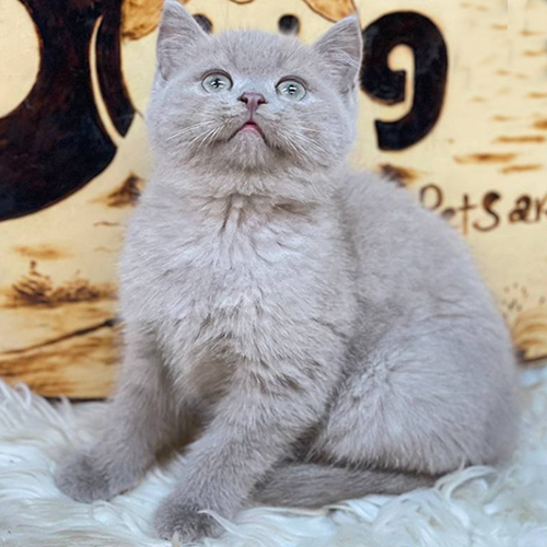 Mèo Scottish Straight tai thẳng màu lilac đáng yêu tại trại mèo Chomeocanh.com