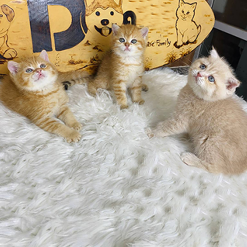 Đàn mèo Anh lông ngắn red tabby mướp vàng dễ thương tại Chomeocanh.com