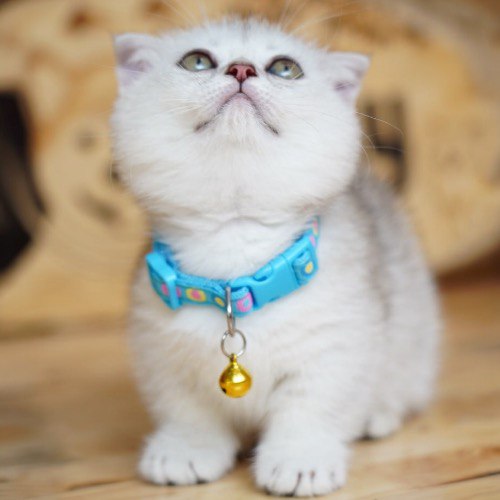 Mèo Munchkin nhỏ màu silver tabby đeo vòng cổ xanh với chuông vàng đáng yêu.