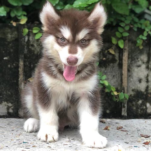 Chó Alaska Malamute hiền lành và ít khi cắn người