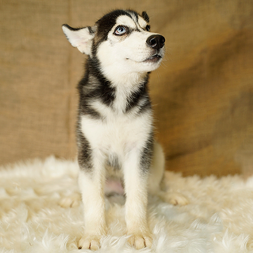 Chó Husky thuần chủng đen trắng mặt ngáo, ngồi trên thảm lông trắng