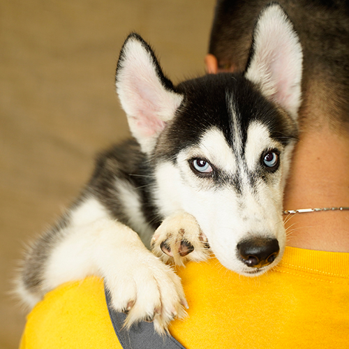 Chó Husky đen trắng mặt ngáo ôm vai người mặc áo vàng
