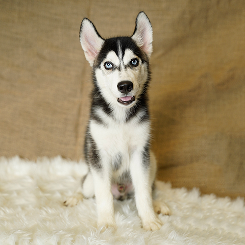 Chó Husky Siberia thuần chủng đứng trên nền bông trắng
