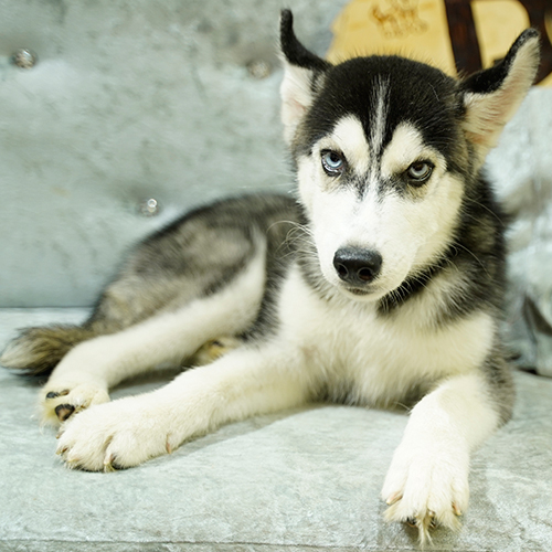 Chó Husky mắt hai màu nằm trên sofa màu xám