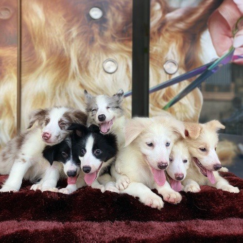 Đàn chó Border Collie con đáng yêu đủ màu sắc