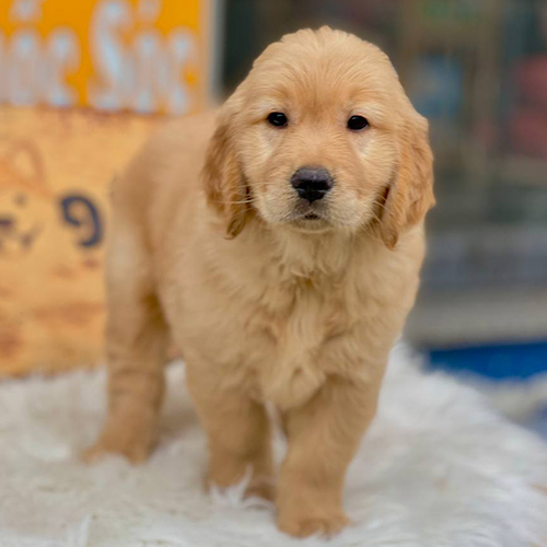 Chó Golden Retriever 2 tháng tuổi đứng trên thảm lông trắng