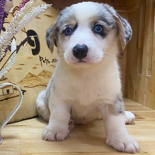 Chó Corgi Cardigan mắt xanh trả góp tại Chomeocanh.com