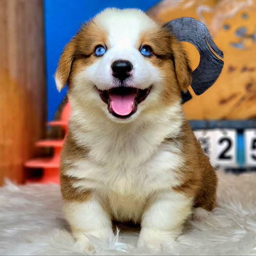 Chó Corgi mắt xanh đáng yêu tại Chomeocanh.com