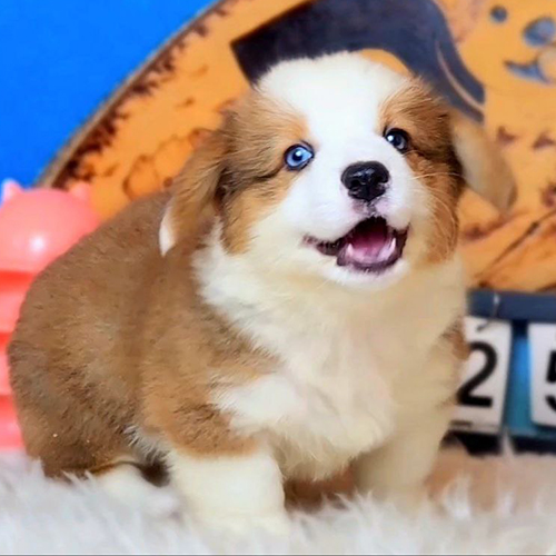 Chó con Corgi Pembroke mắt xanh lông dày