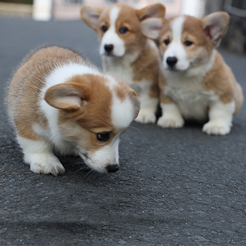 Đàn chó Corgi thuần chủng vàng trắng đang chơi đùa trên mặt đường nhựa