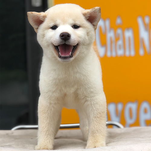 Chó Shiba Inu trắng thuần chủng đứng cười tươi, biểu cảm tinh nghịch và đáng yêu