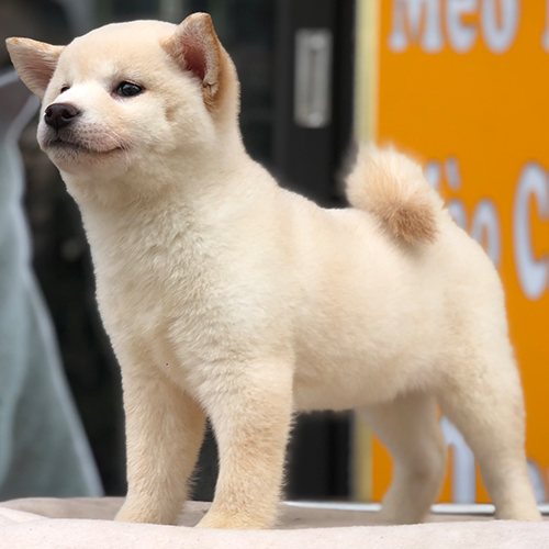 Chó Shiba Inu lông trắng kem đứng thẳng, dáng vẻ lanh lợi và đầy tự tin.