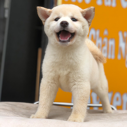 Chó Shiba trắng hiếm có, thuần chủng và có giấy VKA tại Chomeocanh.com, đứng vui vẻ ngoài trời