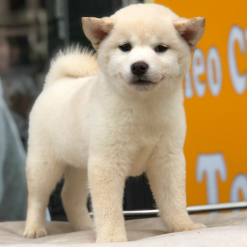 Shiba Inu trắng đứng oai vệ trước nền chữ vàng