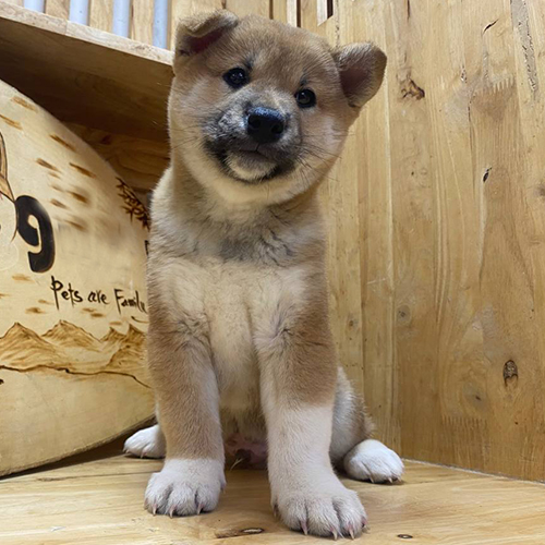 Chó Shiba Inu con thuần chủng ngồi trong chuồng gỗ, dáng ngồi dễ thương và lanh lợi