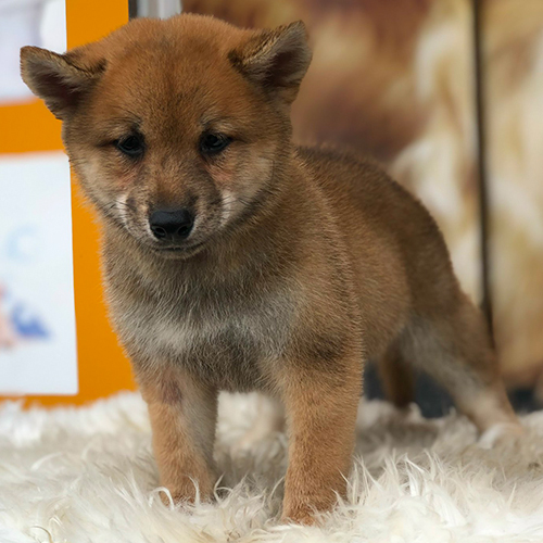 Chó Shiba Inu con lông đỏ đứng trên thảm lông trắng