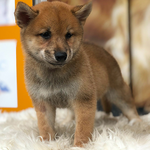 Shiba Inu vàng thuần chủng đứng trên thảm lông trắng