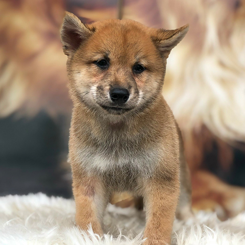 Chó Shiba Inu con màu đỏ gỉ nhỏ gọn, sạch sẽ, dễ nuôi