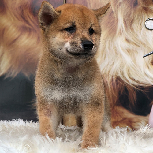 Chó Shiba Inu con đứng trên thảm lông trắng