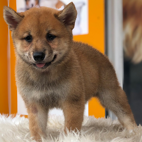 Chó Shiba Inu màu vừng con đứng trên thảm lông trắng