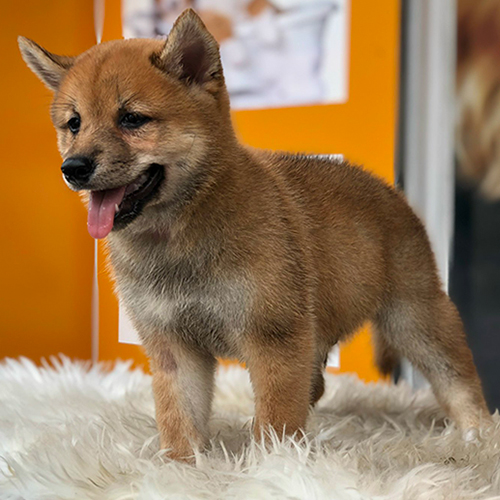 Chó Shiba Inu thuần chủng có giấy VKA của Chomeocanh.com, đứng trên thảm lông trắng