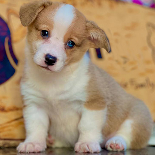 Chó Corgi con cụp tai đáng yêu nhìn nghiêng đầu.