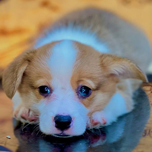 Chó Corgi tai cụp nằm úp mặt xuống sàn, ánh mắt long lanh ngây thơ