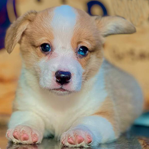 Chó Corgi mắt xanh nằm thư giãn siêu dễ thương.