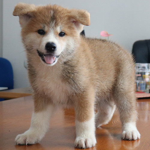 Chó Akita Inu con màu vàng đỏ, lông dày mượt, tai cụp dễ thương, đứng trên bàn gỗ