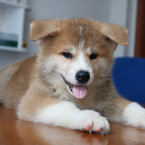 Chó Akita Inu con thuần chủng lông vàng trắng tại Chomeocanh.com