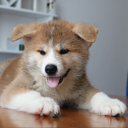 Chú chó Akita con nằm thư giãn, lè lưỡi đáng yêu trên bàn.